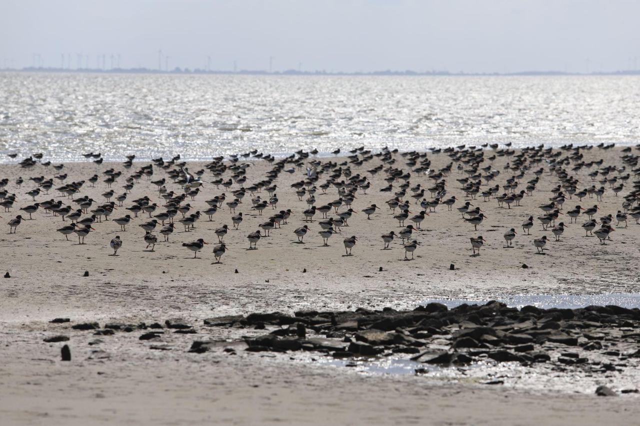 Ferienwohnung Bunte Kuh Wangerooge Buitenkant foto